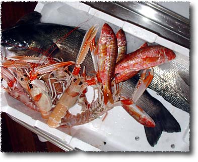 Fresh Fish: Orata, Red Mullet & Scampi